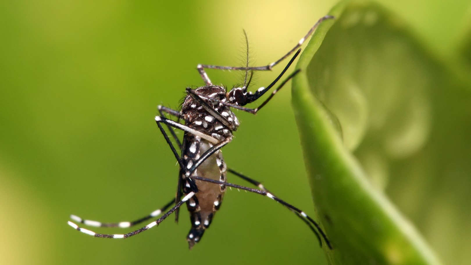 Salud fortalece la vigilancia entomológica de dengue