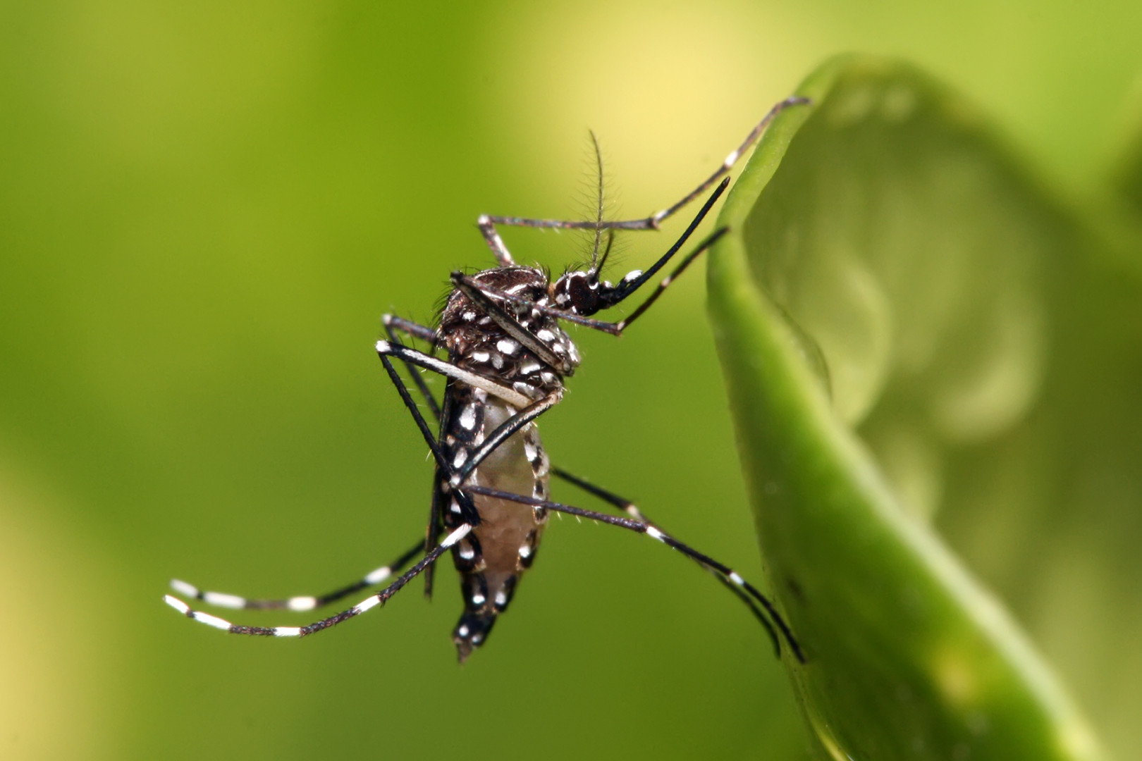 Salud fortalece la vigilancia entomológica de dengue | Argentina.gob.ar